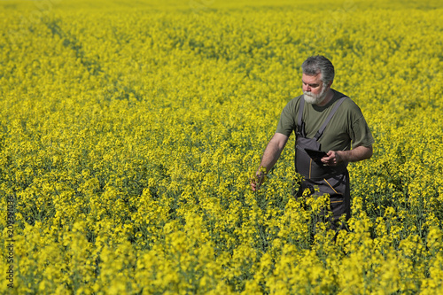 Farmer or agronomist examining rapeseed field using tablet, agricultural scene in spring