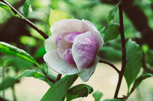 Blossoming of magnolia pink flower with leaves in spring time, floral seasonal background