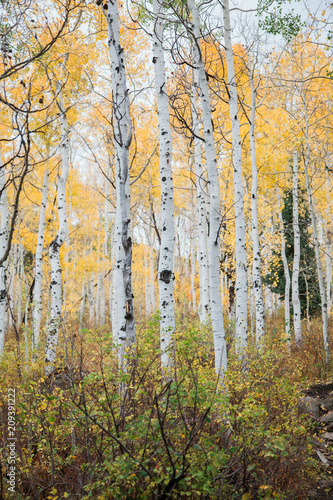 Aspen Forest in the Fall