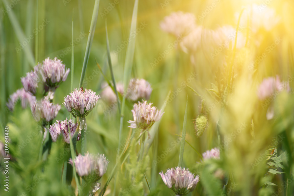 Fototapeta premium Blossoming of wild garlic in the garden, floral natural summer background