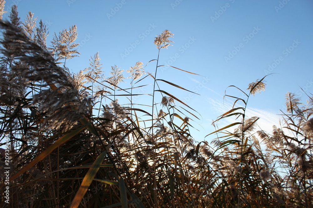 Fototapeta premium Sazlık - Reeds