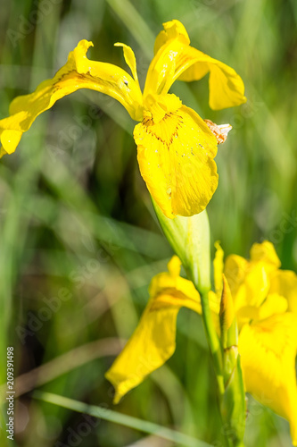 Fototapeta Naklejka Na Ścianę i Meble -  Yellow iris (Iris pseudacorus) on the meadow
