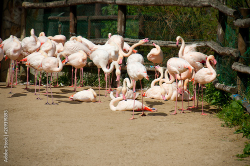 Flock of  pink flamingos in Budapest zoo