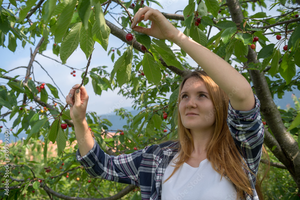 Young woman picking cherries Young woman picking cherries