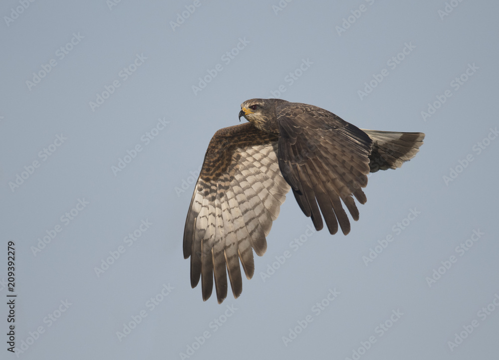 Fototapeta premium Juvenile snail kite