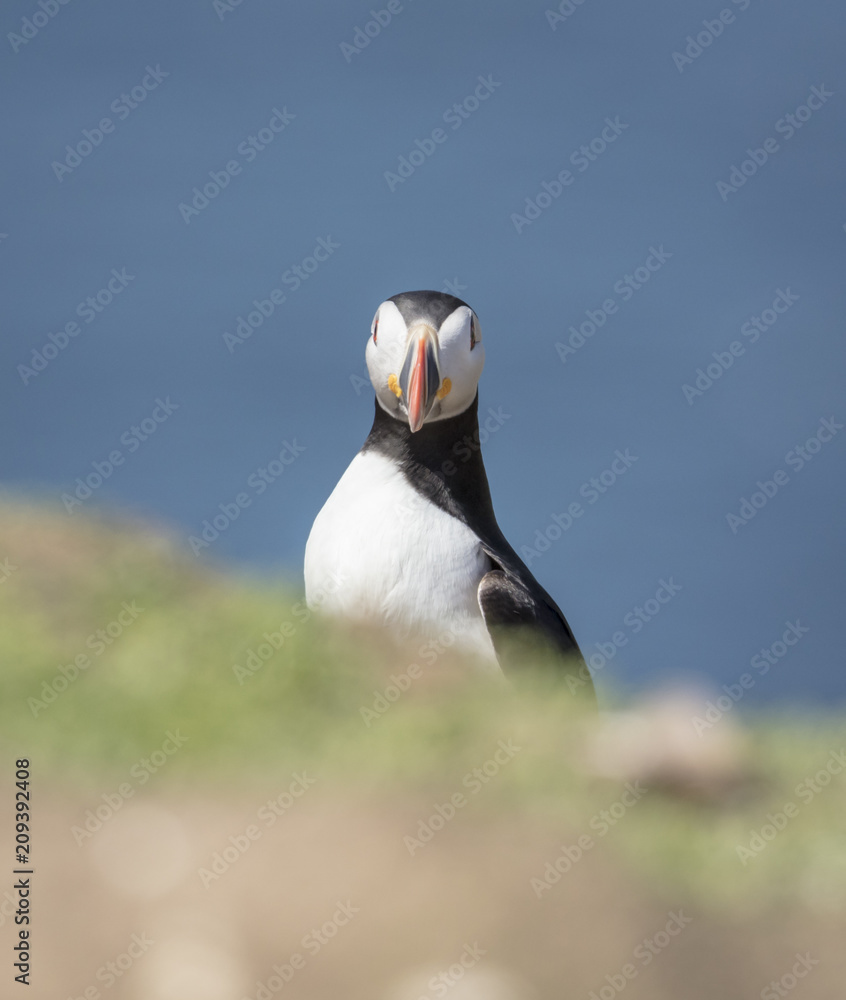 Fototapeta premium Skomer Puffins