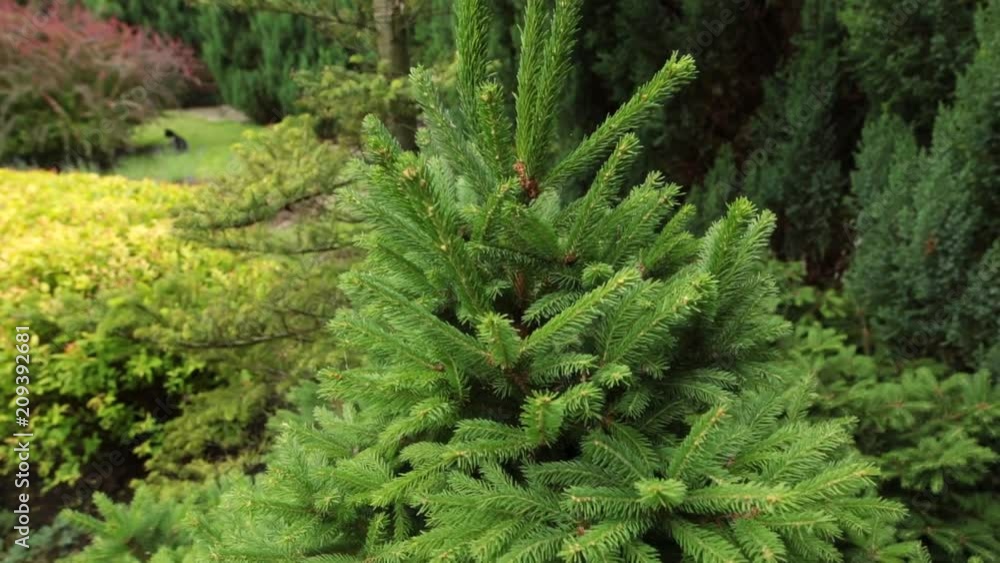 Vertical pan of a green spruce in the park. Vertical pan of a green spruce in the park.