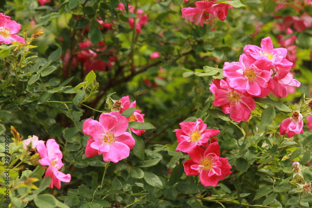 Pink flowers Pink flowers