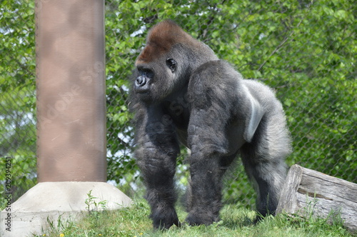 Fotografie, Obraz Western Lowland Gorilla