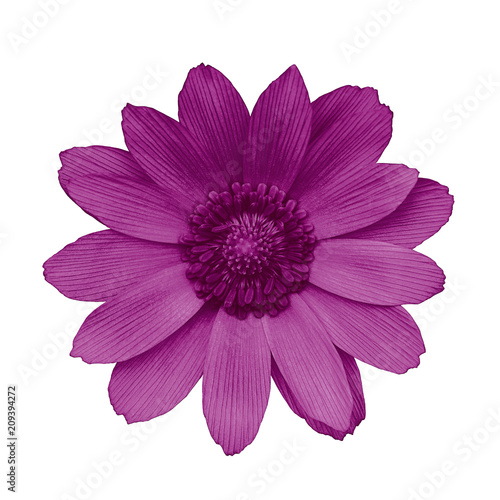Flower eggplant adonis  isolated on a white  background. Close-up. Element of design.