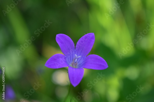 blur in the spring colors flowers and garden