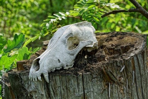 white old skull of an animal on a stump in the forest