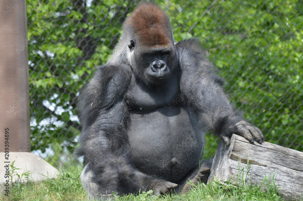 Fototapeta premium Western Lowland Gorilla