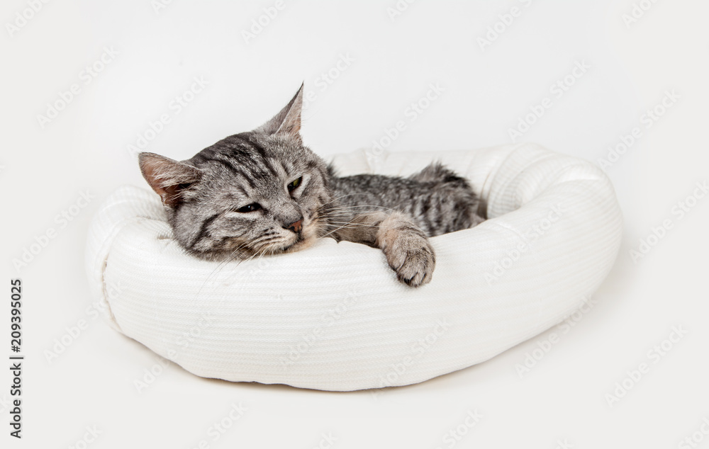 Obraz premium szary kot w stołku na białym tle