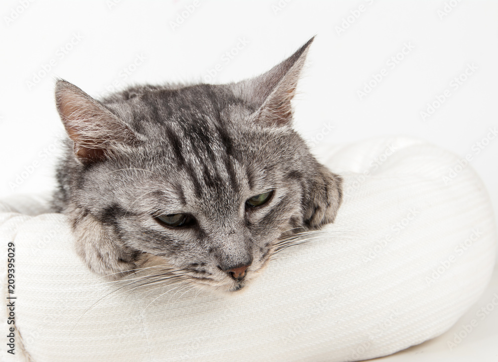 gray cat in a stool on a white background