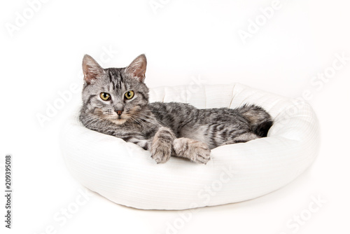 gray cat in a stool on a white background
