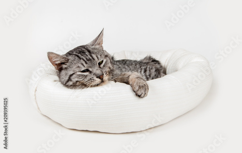 gray cat in a stool on a white background