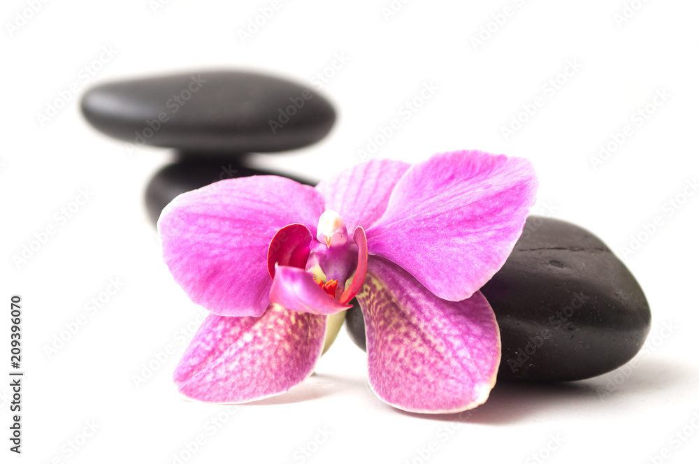 Fototapeta premium zbliżenie pięknej orchidei na bilans czarnego kamienia na białym tle