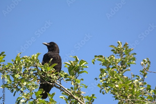 American Crow on Tree