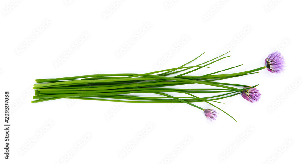 Fresh green chives, garden herbs, with their purple flowers Isolated against a white background.