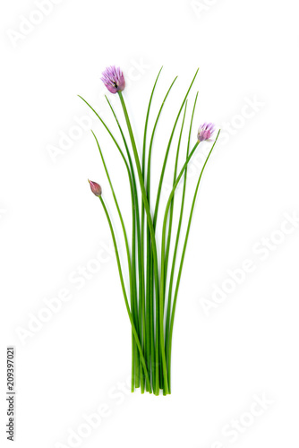 Fresh green chives  garden herbs  with their purple flowers Isolated against a white background.