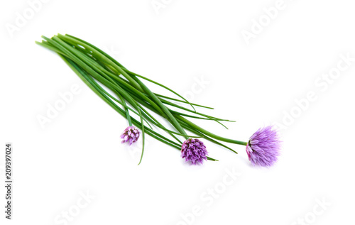 Fresh green chives  garden herbs  with their purple flowers Isolated against a white background.