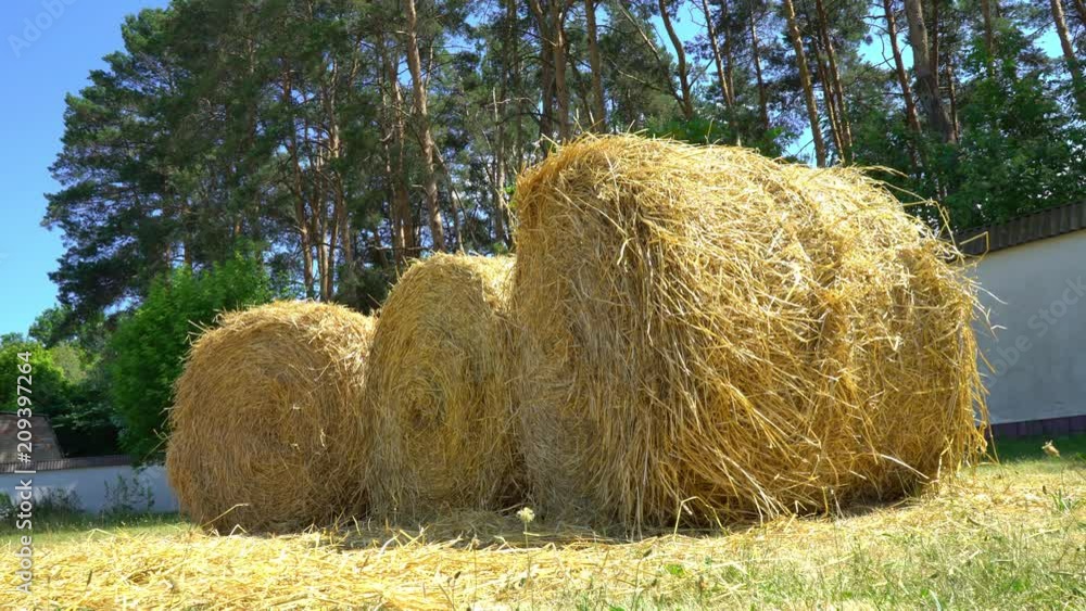 Three round straw stacks on the farm, dry grass for animal feed Three round straw stacks on the farm, dry grass for animal feed