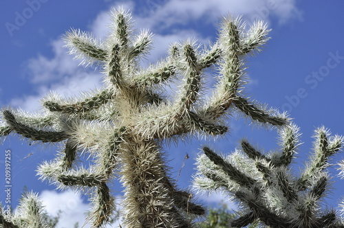 Cactus