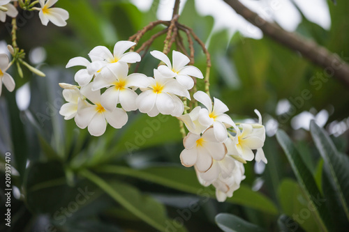 Plumeria (frangipani). This is a national Thai flower © sever180