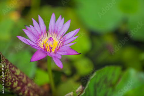 Lotus is very popular in many countries of world