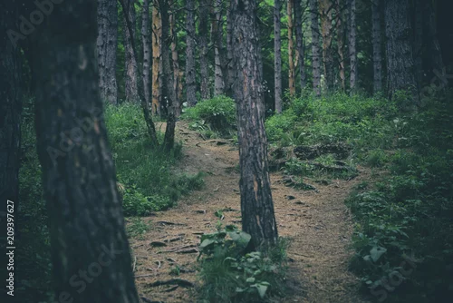 Obraz leśna ścieżka w parku narodowym