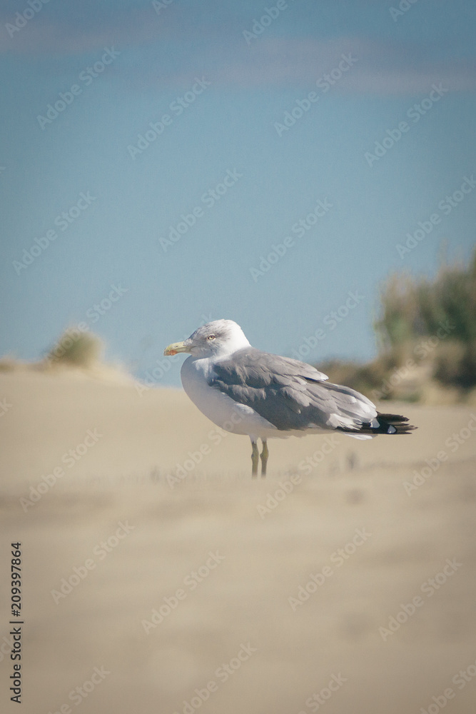 Obraz premium Mouette