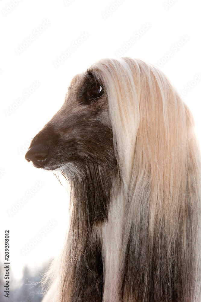 Dog breed dog Afghan Hound portrait in profile Dog breed dog Afghan Hound portrait in profile