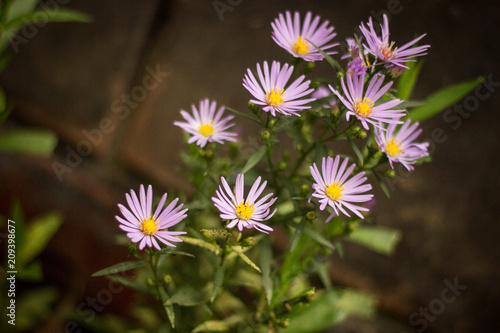 Small purple flowers