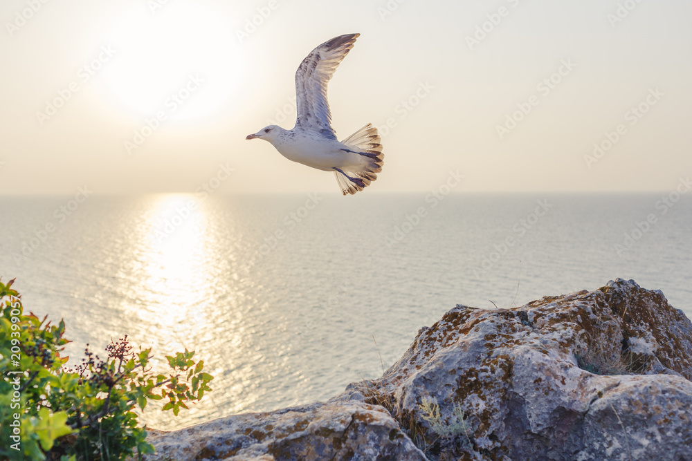 A flight of seagulls at sunset by the sea. The glare of the sun is cast on the sea surface. A flight of seagulls at sunset by the sea. The glare of the sun is cast on the sea surface.