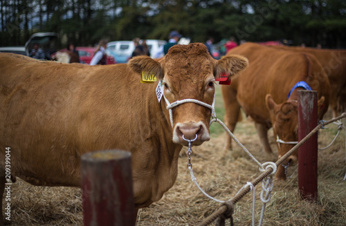 Red Devon brown cows tied up at an agricultural show