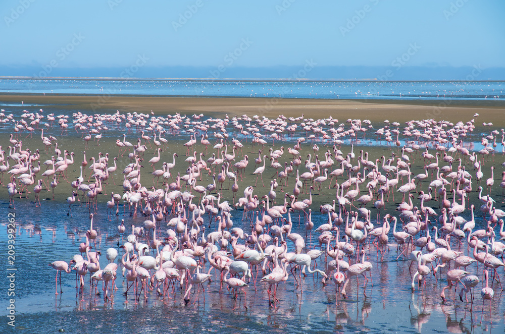 Fototapeta premium Big group of flamingos at Atlantic Ocean in Walvis Bay, Namibia