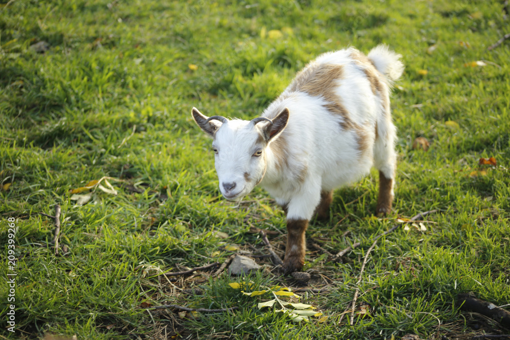 Obraz premium goat on the meadow
