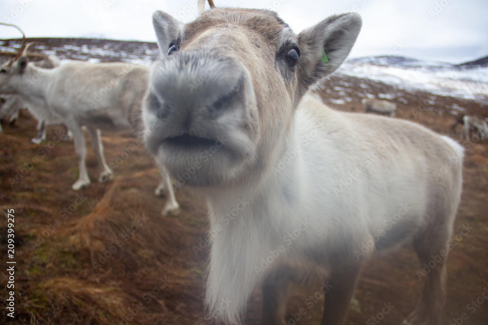 Nosy Up Close Reindeer