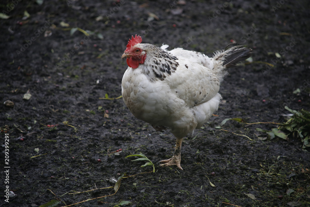 Fototapeta premium rooster in the farm