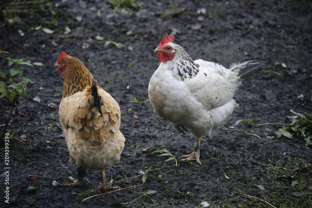 Fototapeta premium free range chickens