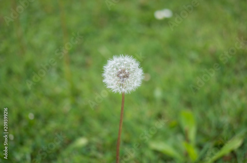 Dandelion against green grass background  symbol of good luck