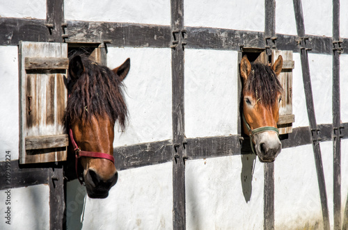 Two horses looking out of historic half-timbered stable at sunshine