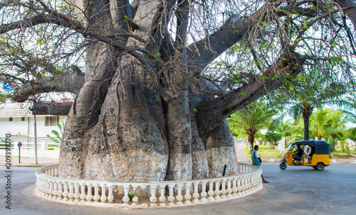 Madagascar - huge Baobab Tree in the middle of a traffic circle