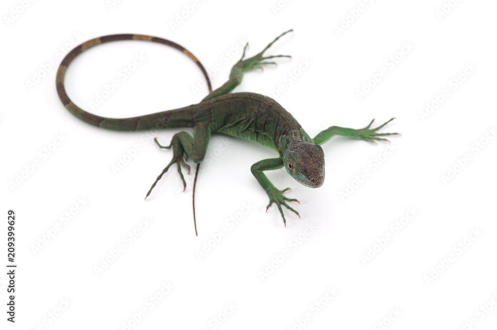 Iguana isolated on white background