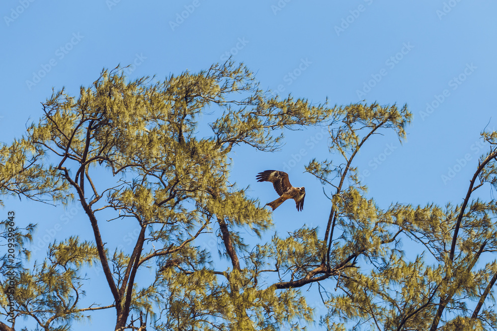 The flight of the eagle is high above the trees. The flight of the eagle is high above the trees.