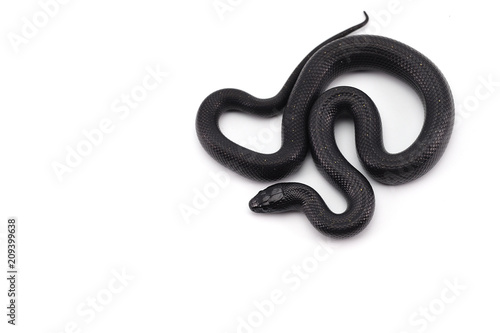 King snake isolated on white background