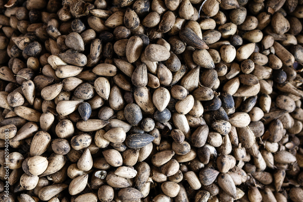 Close up of seeds of Murumuru (Astrocaryum murumuru Mart), a species of Amazon nuts used in the manufacture of cosmetics. Close up of seeds of Murumuru (Astrocaryum murumuru Mart), a species of Amazon nuts used in the manufacture of cosmetics.