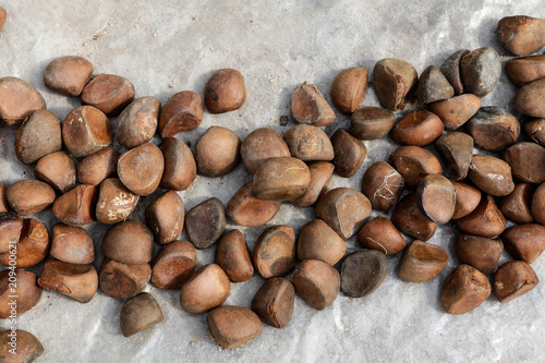 Close up of Andiroba seeds, used for their medicinal properties.