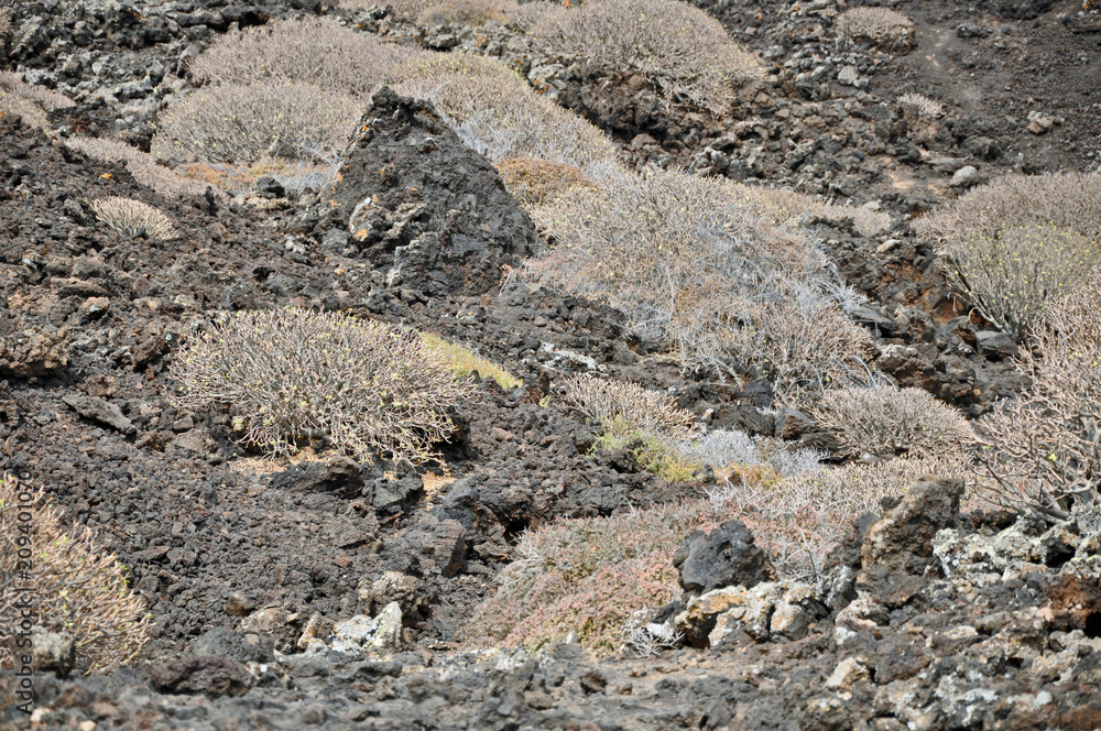 Lanzarote, Vulkangestein, Pflanzen Lanzarote, Vulkangestein, Pflanzen